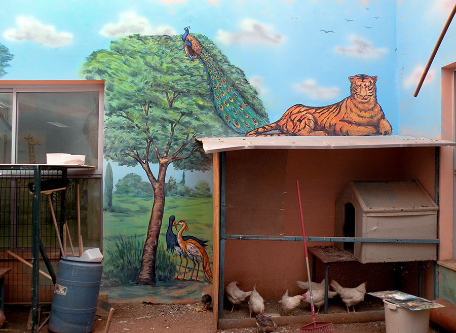 ציורי קיר לפינת חי של ציפורים, טווס ונמר לבית ספר